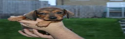Dachshund dogs for sale: 7 dachshund pups for sale in Bradford - Advert 12