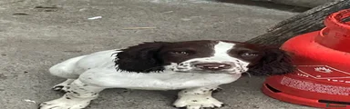 English Springer Spaniel 3