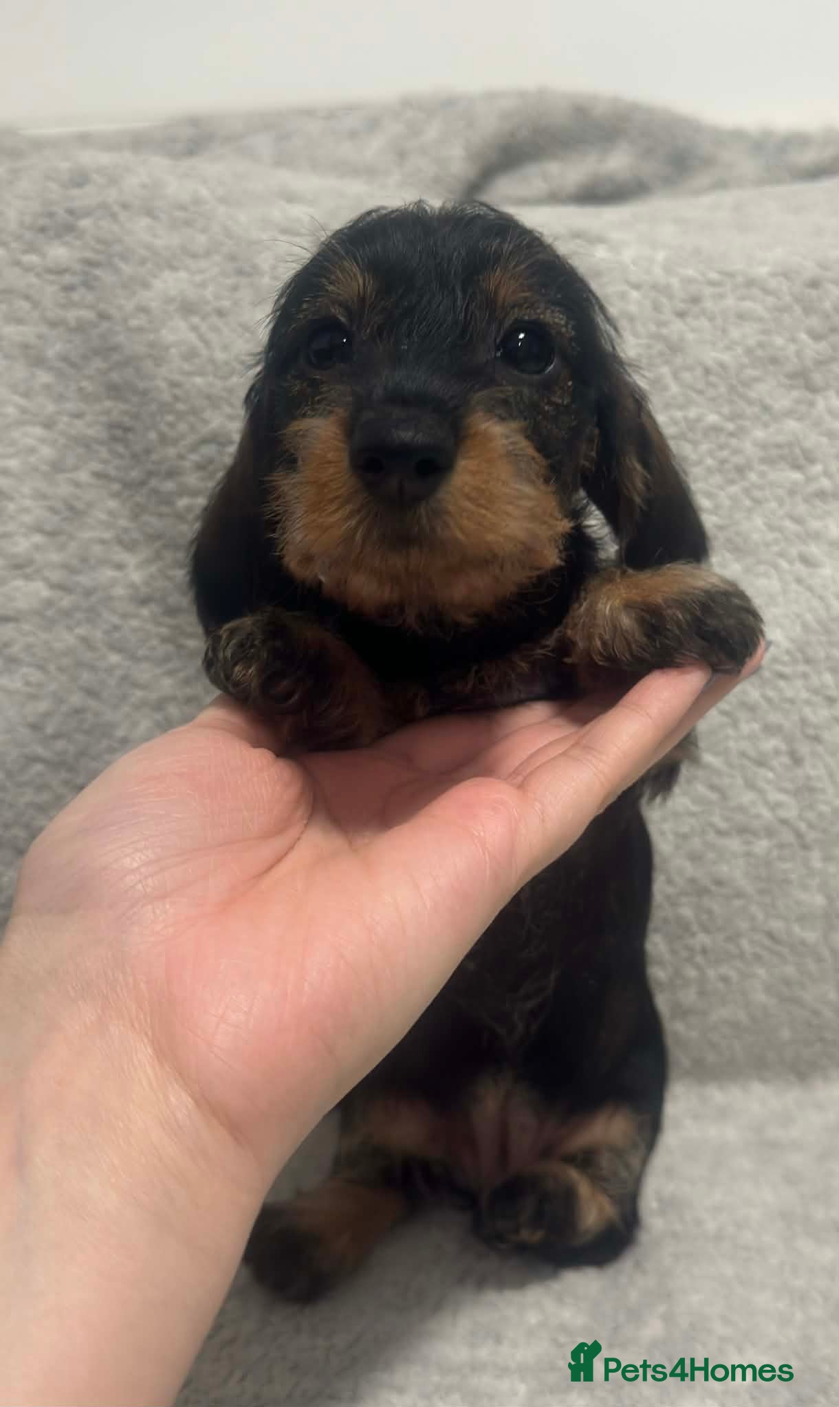 Miniature Dachshund dogs Wire haired puppies! Boys and girls - Advert 4