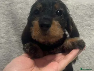 Miniature Dachshund dogs Wire haired puppies! Boys and girls - Advert 4