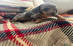 Miniature Dachshund dogs for sale: Miniature dachshund  - Image 8