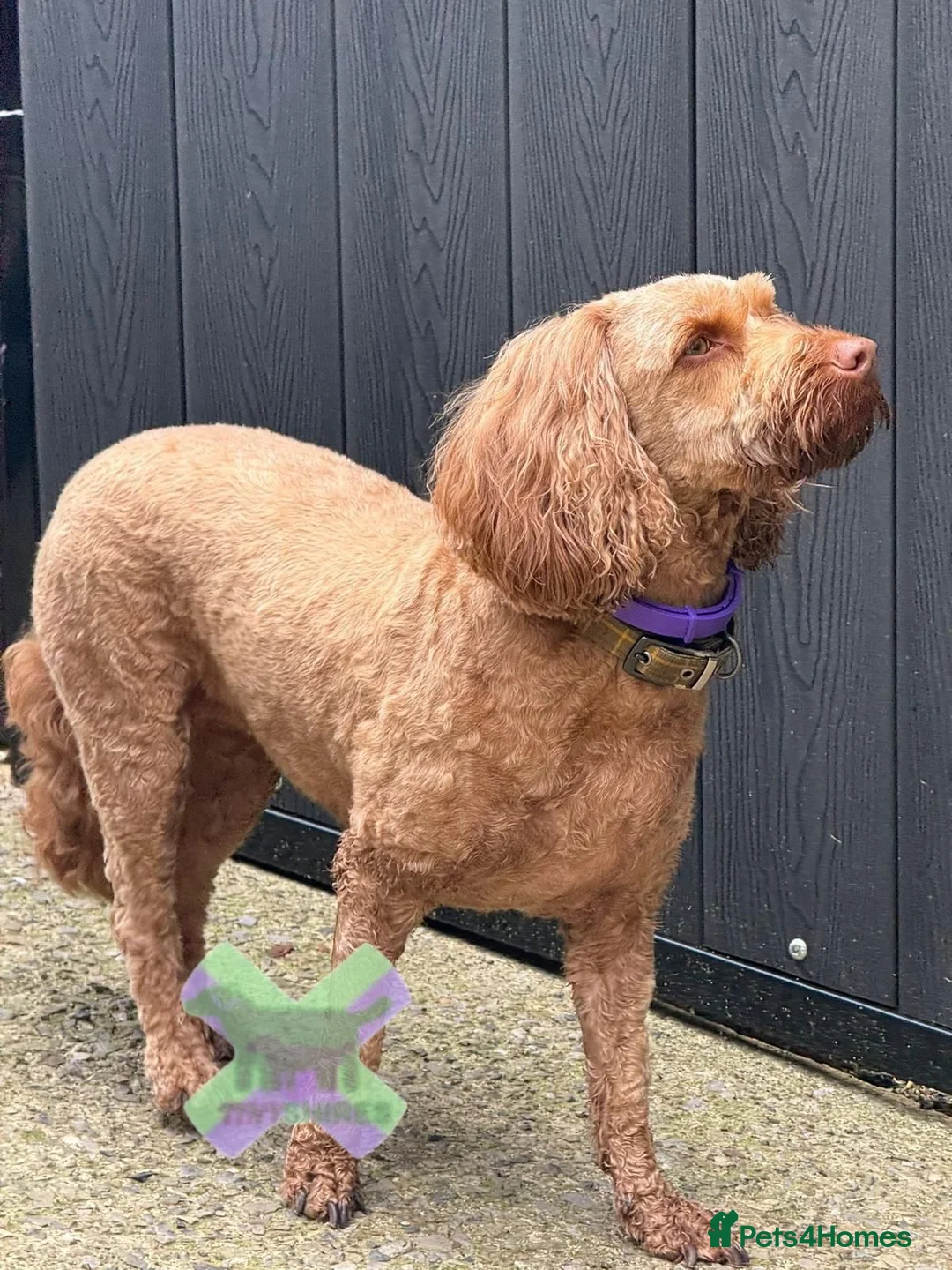Cockapoo dogs for sale: Adult f1 mini cockapoo 💖spayed  - Advert 2