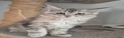 Maine Coon cats for sale: 2 Beautiful Maine coon kittens - Advert 20