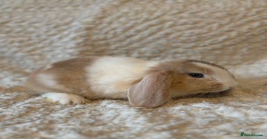 Mini Lop rabbits - Advert 3