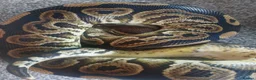 Python Snake reptiles for sale: Ball python with full set up in Manchester - Advert 2