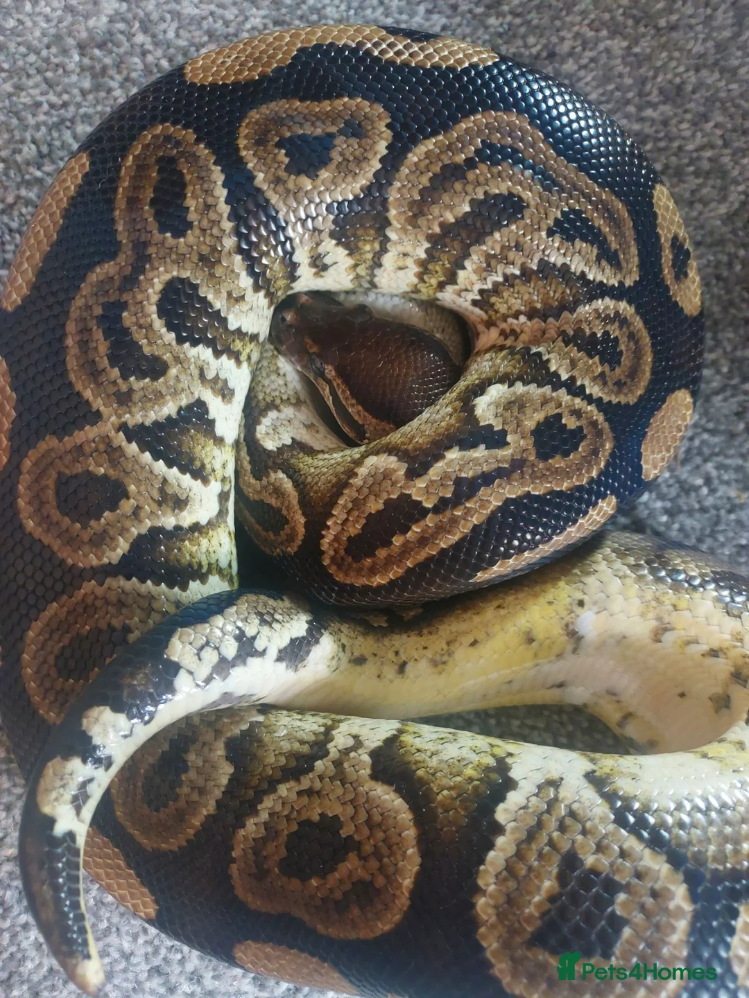 Python Snake reptiles for sale: Ball python with full set up in Manchester - Advert 2