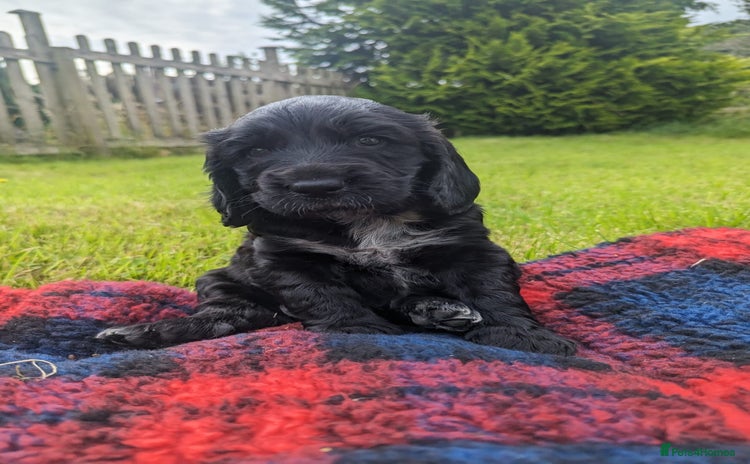 Sprocker dogs - Advert 1