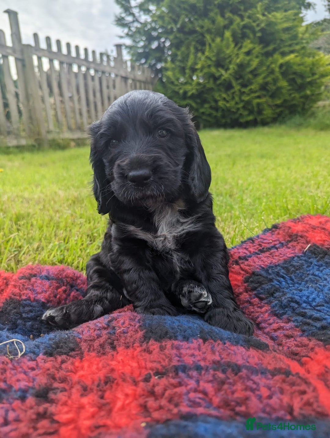 Sprocker dogs for sale: 🐾 Springer Spaniel x Cocker Spaniel Male Pup – 🐾 - Image 1