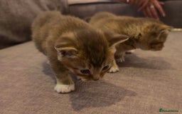 British Shorthair cats for sale: ULTRA RARE LION BEIGE BRITISH SHORT HAIR - Image 4
