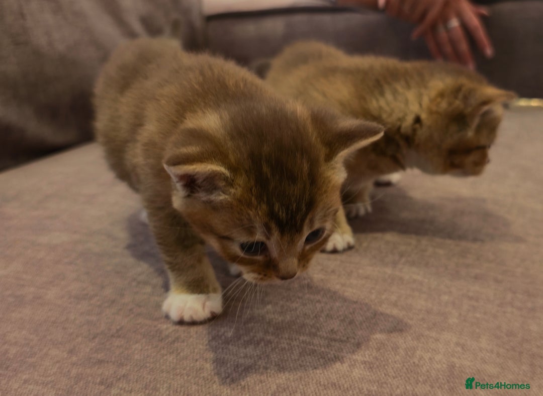 British Shorthair cats for sale: ULTRA RARE LION BEIGE BRITISH SHORT HAIR - Image 4
