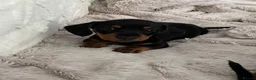 Miniature Dachshund dogs for sale: Miniature Dachshunds  in Pontypool - Advert 6