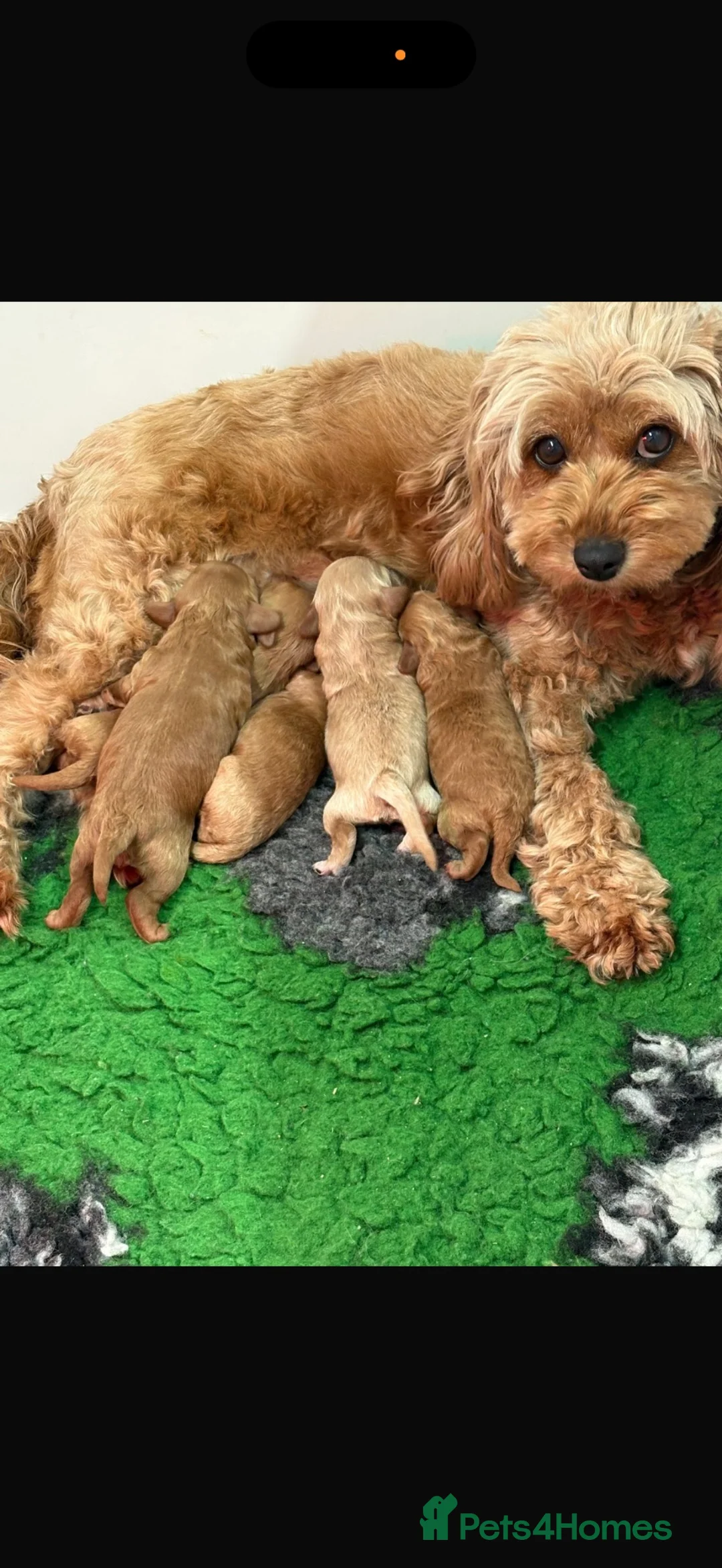 Cavapoo dogs for sale: DNA health tested & house trained Toy Cavapoo girl - Advert 9