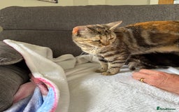 Mixed Breed cats for sale: Lovely mixed breed Kitrens for sale.  - Image 4