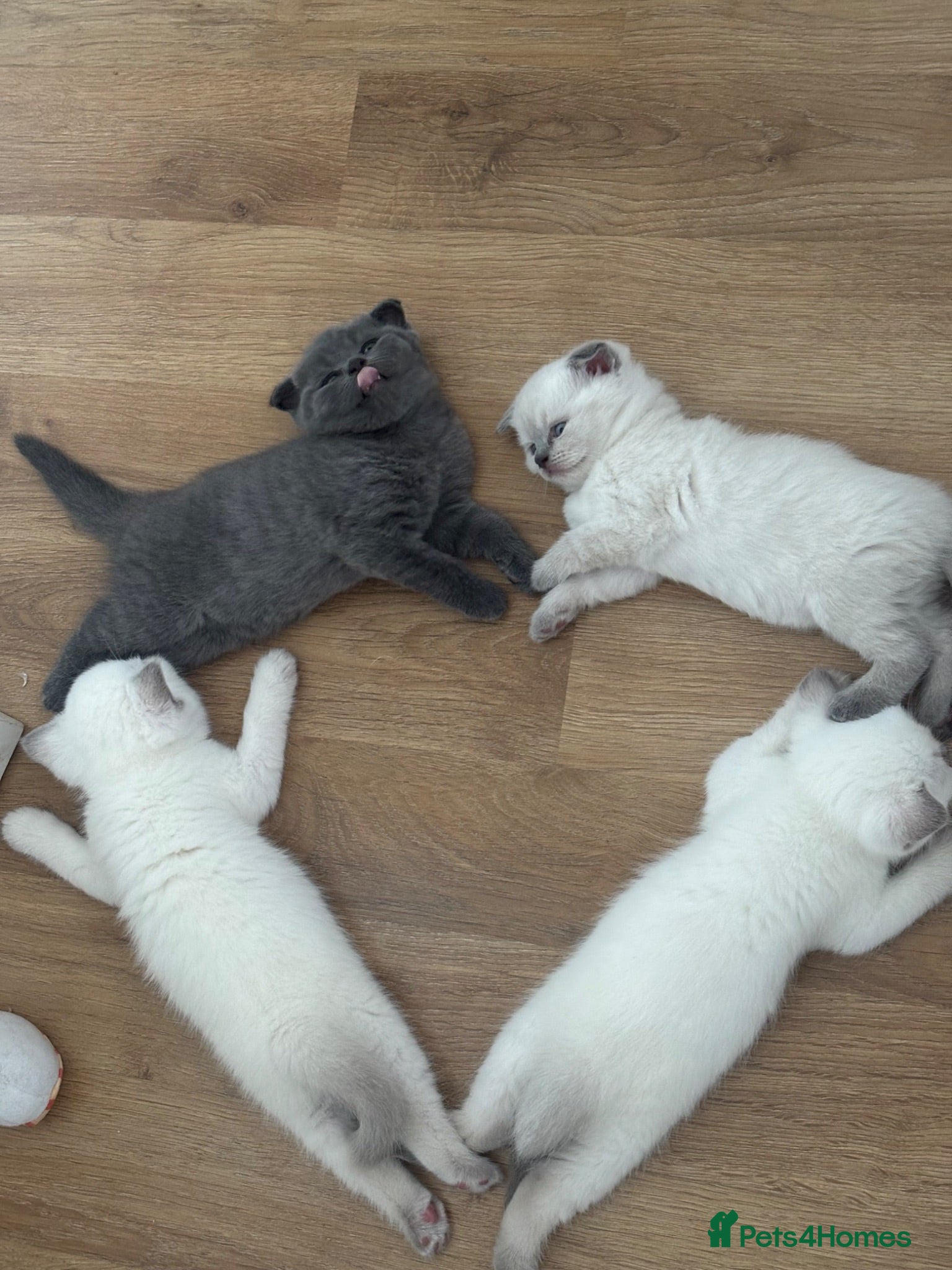 Scottish Fold cats Scottish fold and straight kittens - Advert 1