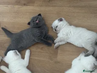 Scottish Fold cats Scottish fold and straight kittens - Advert 1