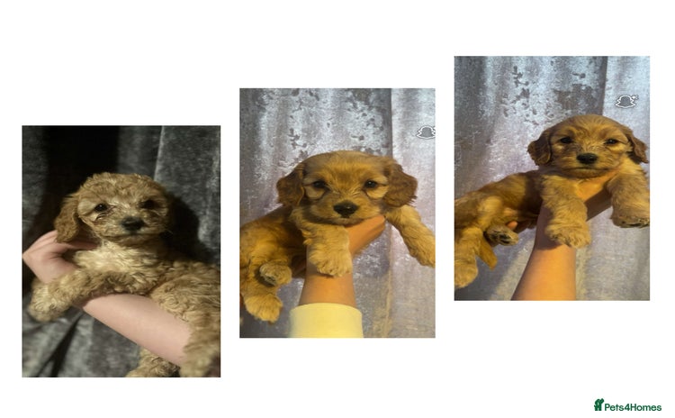 Cockapoo dogs - Advert 3