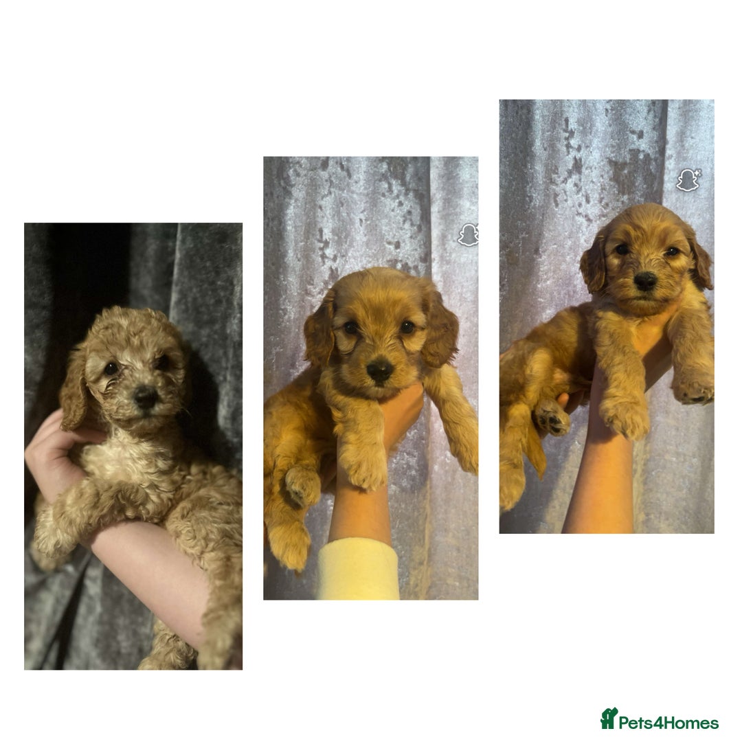 Cockapoo dogs for sale: Beautiful cockapoo baby's  - Image 1