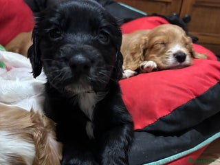 Cocker Spaniel dogs Working Cocker Spaniel Pups - Advert 10