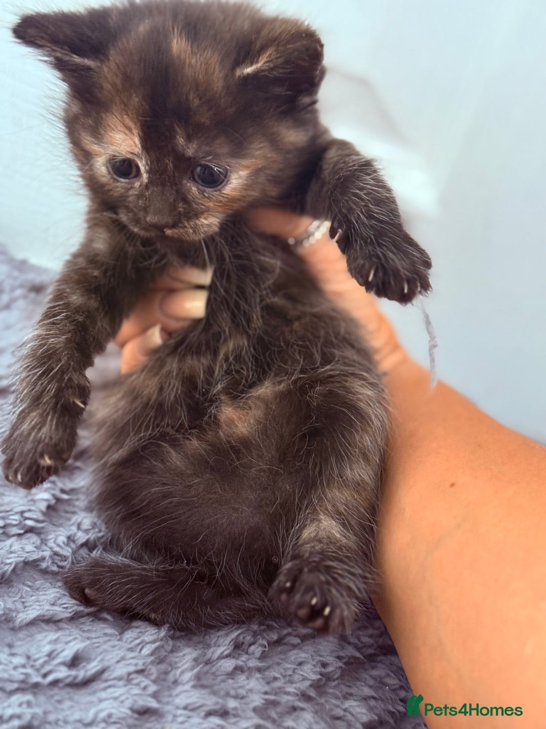 Mixed Breed cats for sale: Long Fur kittens for sale  - Image 3