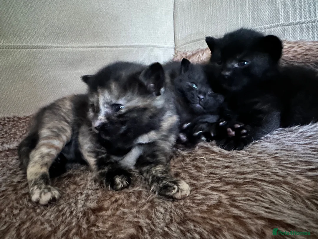 British Shorthair cats for sale: British Shorthair Kittens!  - Advert 21