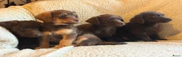 Jackapoo dogs for sale: Beautiful Chocolate/tan jackapoo puppies  - Advert 7