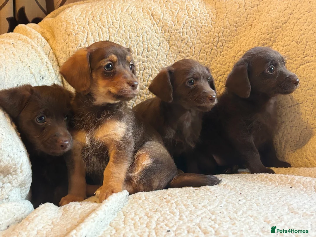 Jackapoo dogs for sale: Beautiful Chocolate/tan jackapoo puppies  - Advert 7