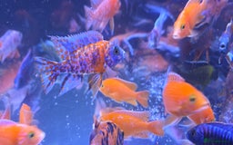 Cichlids fish for sale: Malawi peacocks and haps - Image 2