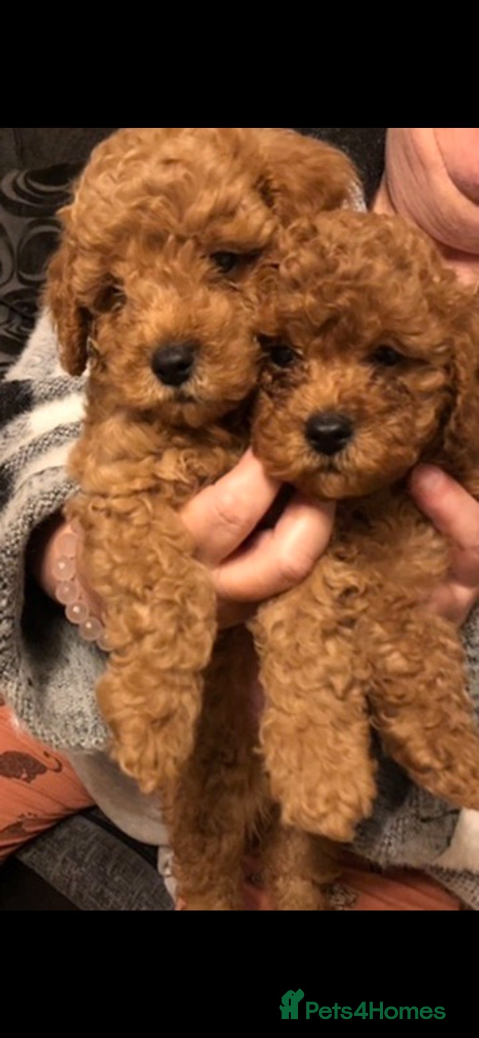 Cavapoo dogs Ready to leave F1bb deep red Cavapoo puppies  - Advert 2