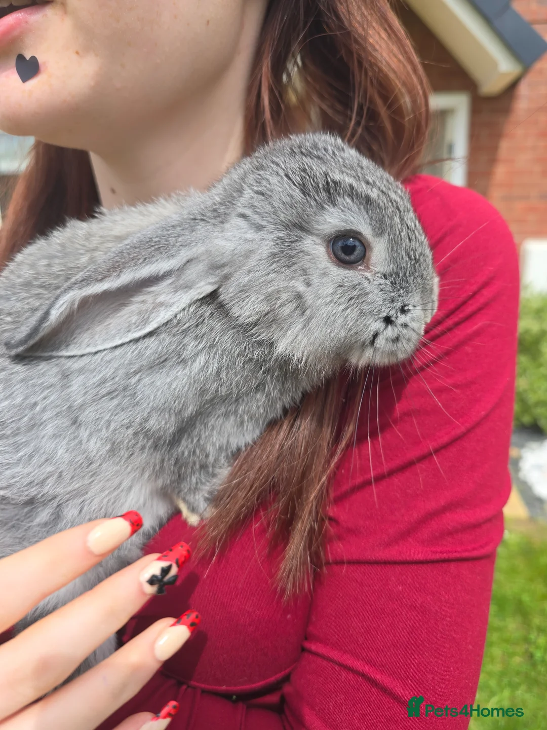 Continental Giant rabbits for sale: Continental Giant cross Mini Lop bunnies in Telford - Advert 1