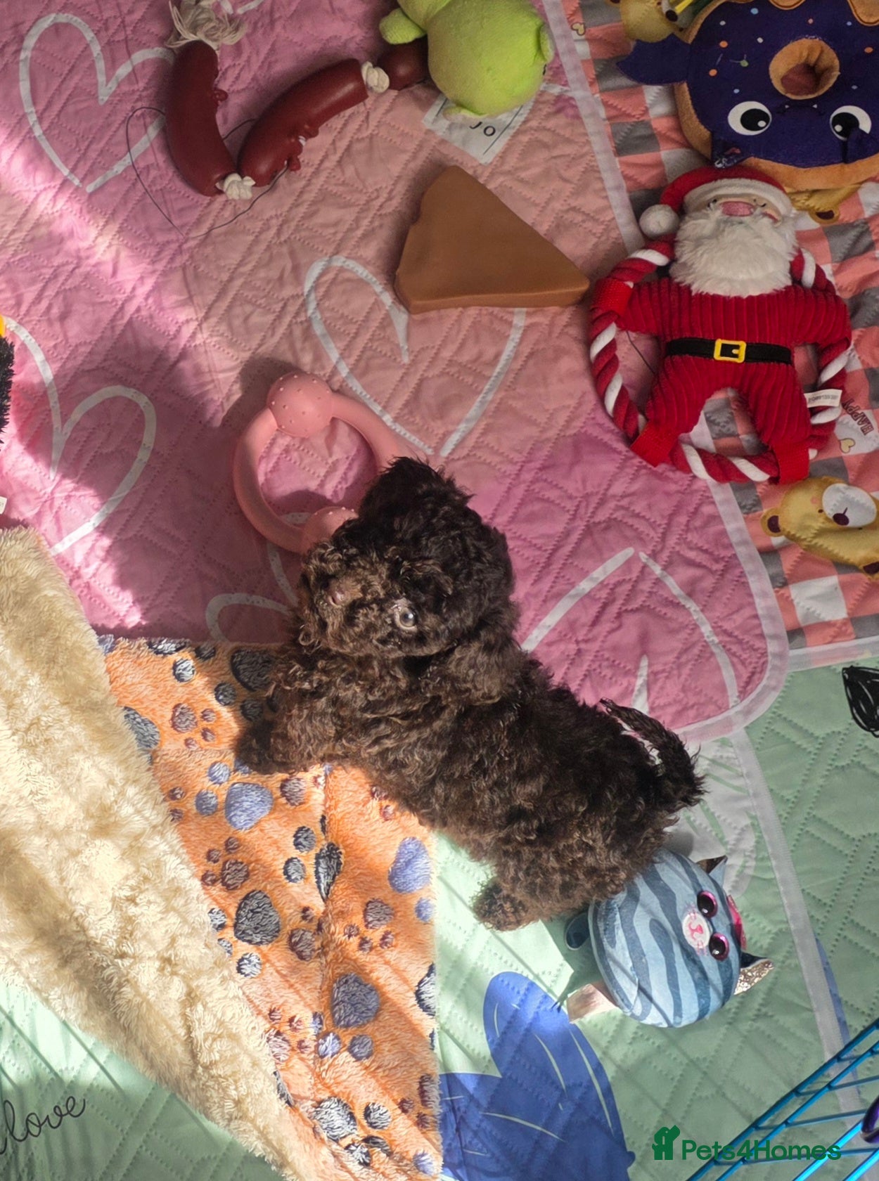 Cockapoo dogs One Chocolate Cockapoo tiny girl - Advert 12