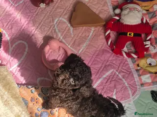 Cockapoo dogs One Chocolate Cockapoo tiny girl - Advert 12