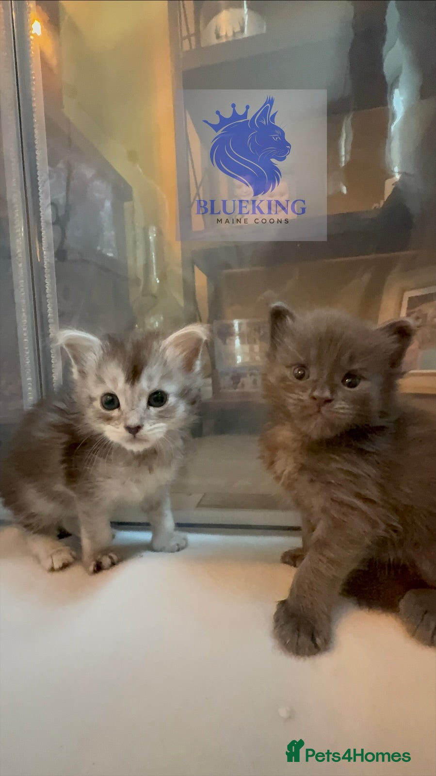 Maine Coon cats 👑 Stunning high silver poly Maine coon kittens 👑 - Advert 1