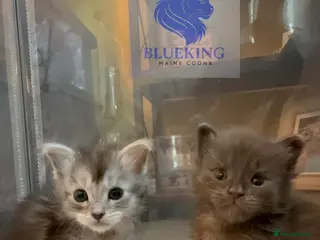 Maine Coon cats 👑 Stunning high silver poly Maine coon kittens 👑 - Advert 1
