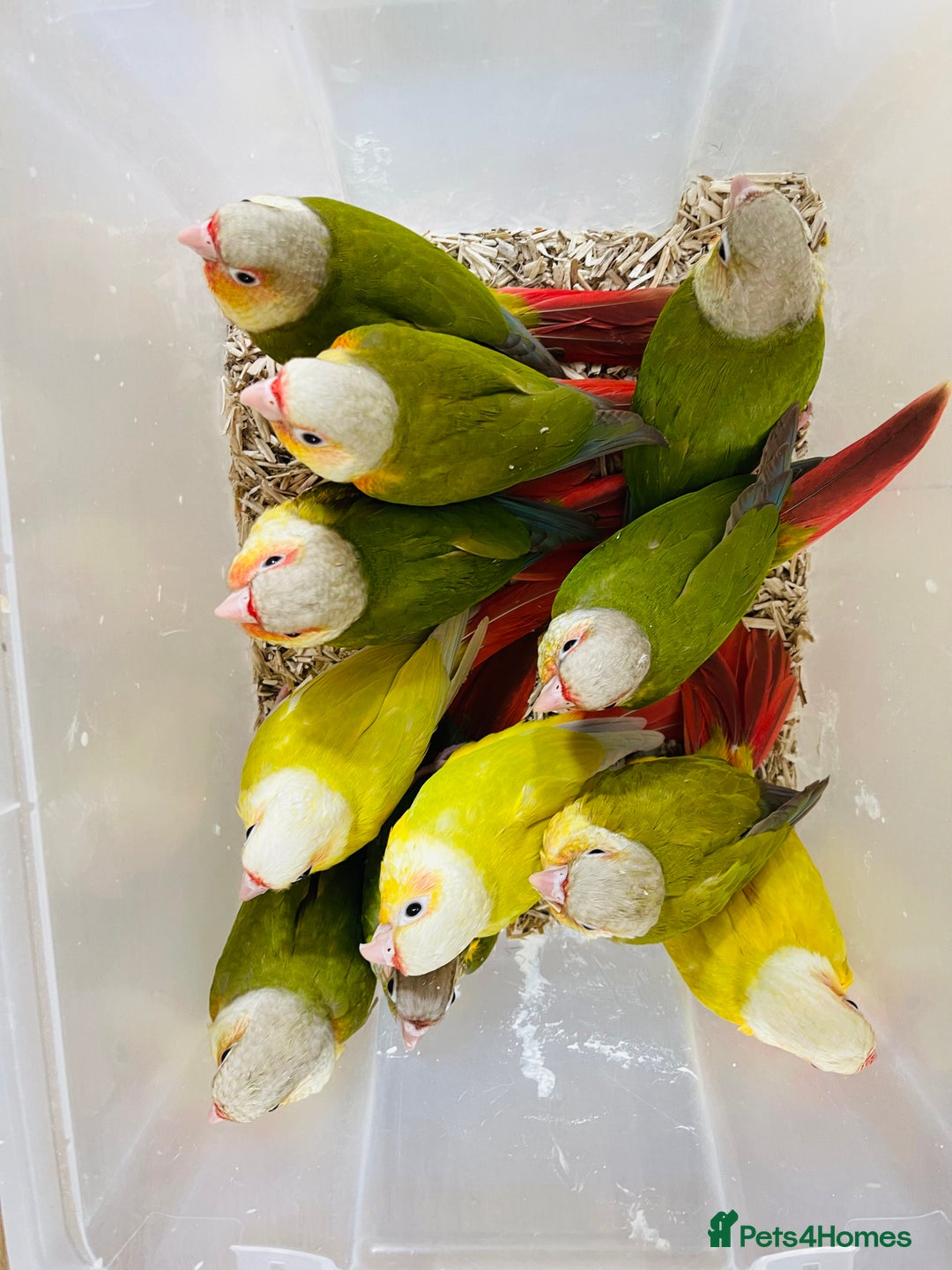 Mixed Breed birds for sale: Various birds for sale - Image 17