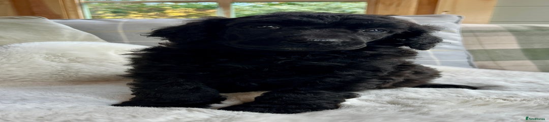Standard Poodle Puppy 3