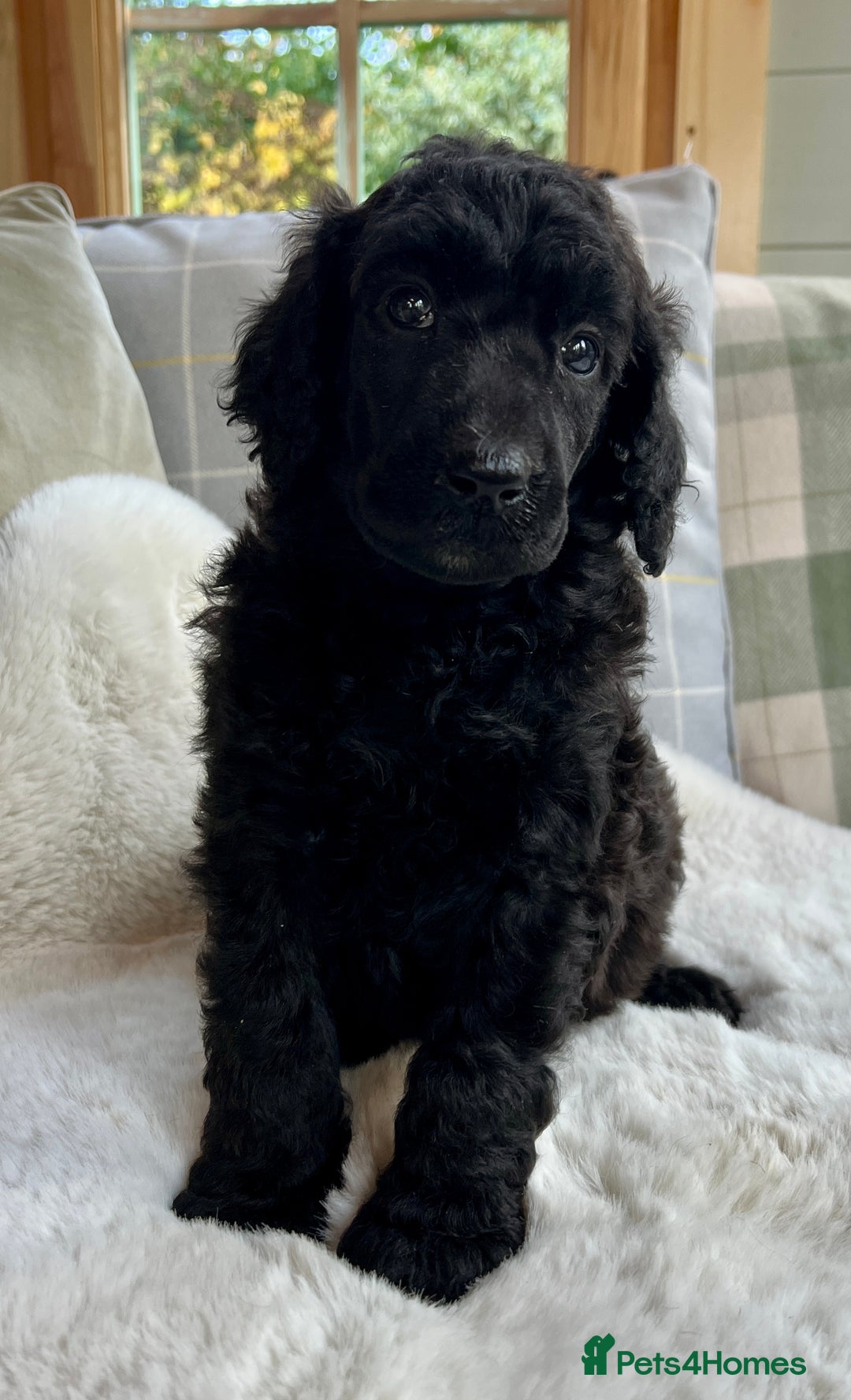 Standard Poodle dogs for sale: KC reg standard poodles  - Image 6