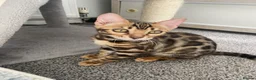 Bengal cats for sale: LAST THREE Ready now GCCF REGISTERED  - Advert 32