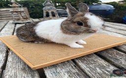 Netherland Dwarf rabbits for sale: Netherland dwarf young male rabbit  - Image 6