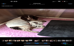 English Springer Spaniel dogs for sale: KC SPRINGER SPANIELS  - Image 10