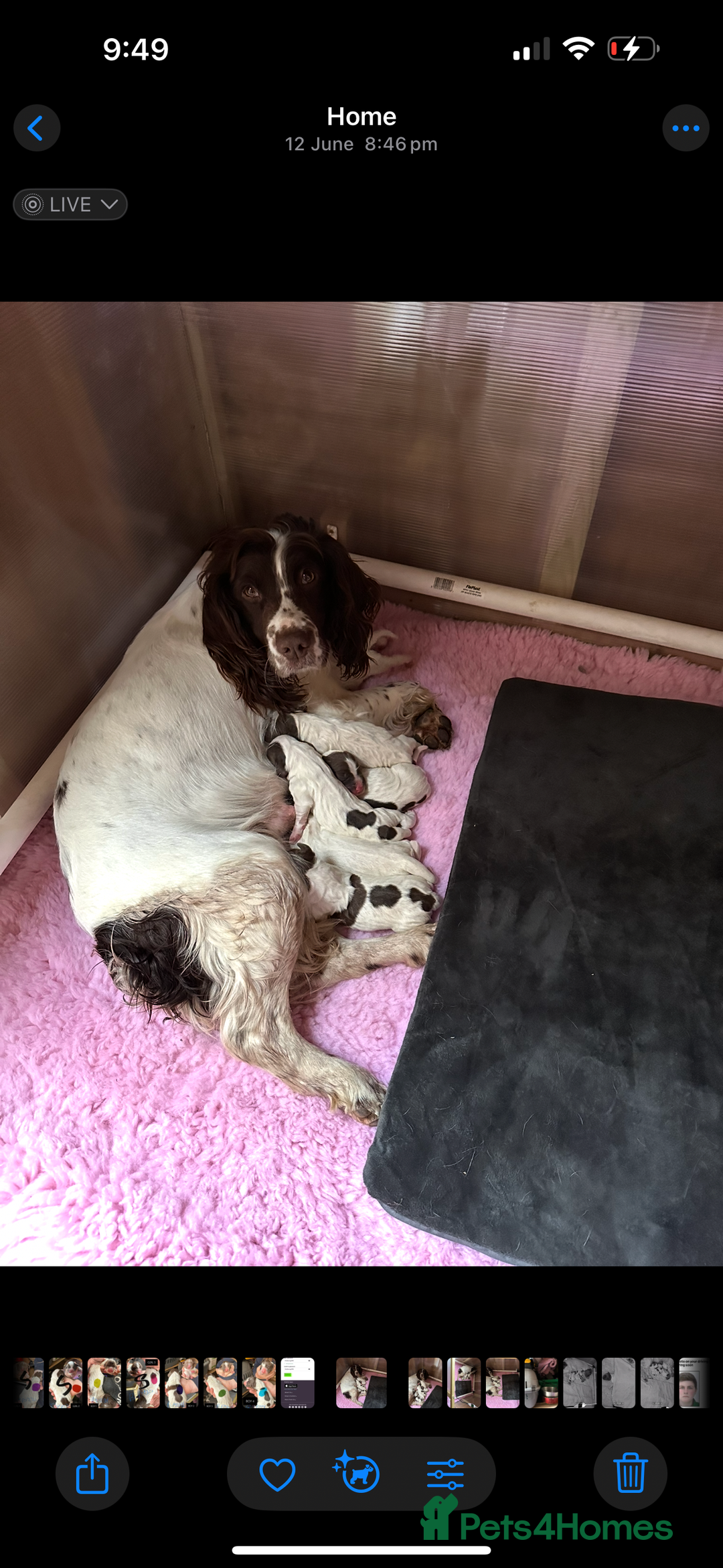 English Springer Spaniel dogs for sale: KC SPRINGER SPANIELS  - Image 10