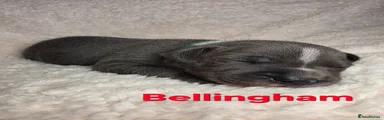 Bellingham