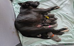 Staffordshire Bull Terrier dogs for sale: STAFFORDSHIRE BULL TERRIOR PUPPIES - Image 1