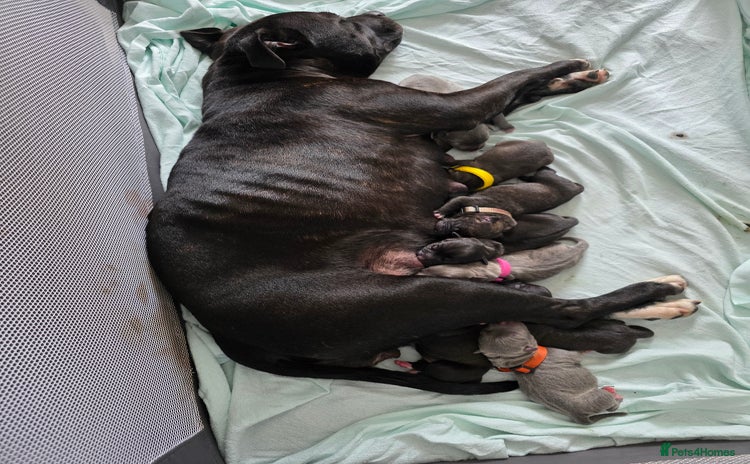 Staffordshire Bull Terrier dogs - Advert 4