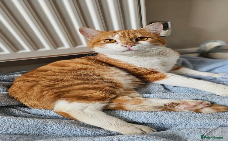 Mixed Breed cats - Advert 1