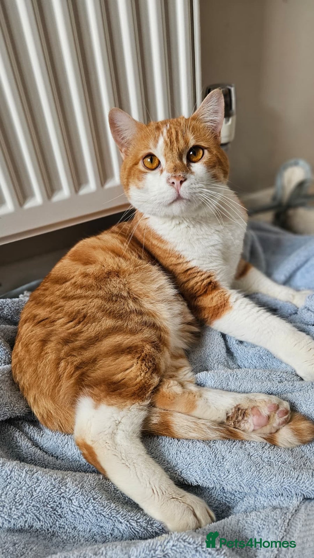 Mixed Breed cats for adoption: Male Rescue Cat for Indoor Adoption - Image 1