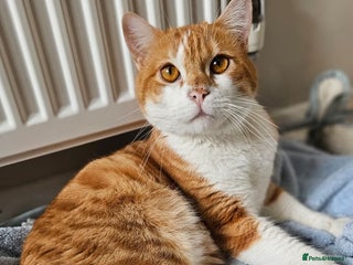 Mixed Breed cats - Advert 3