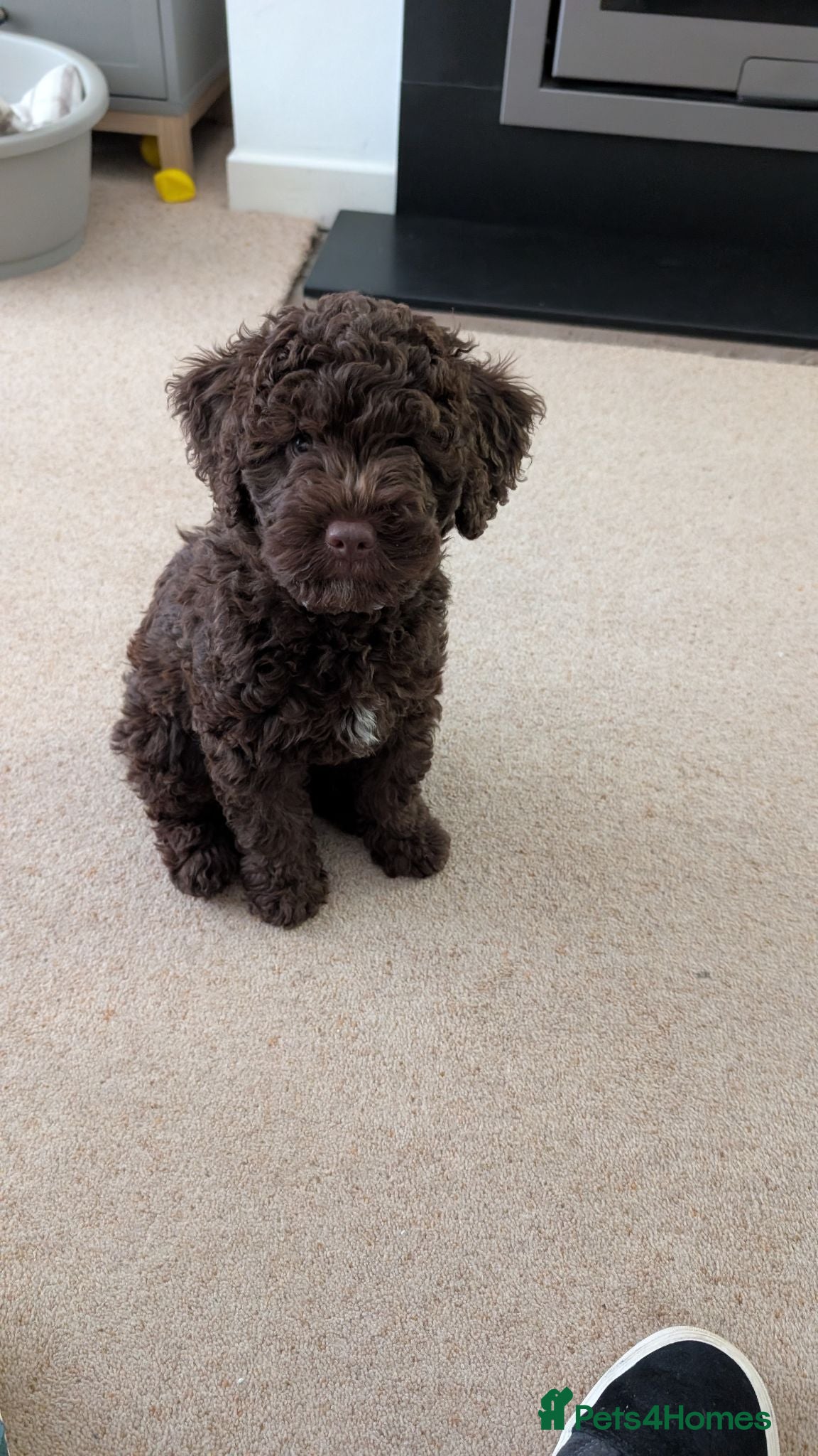 Spanish Water Dog dogs One remaining boy - Advert 3