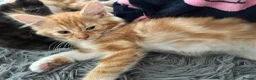 Mixed Breed cats for sale: 6 Beautiful kittens - Advert 3