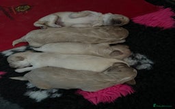 Maltipoo dogs for sale: ❤️XS TOY MALTIPOOS❤️ - Image 9