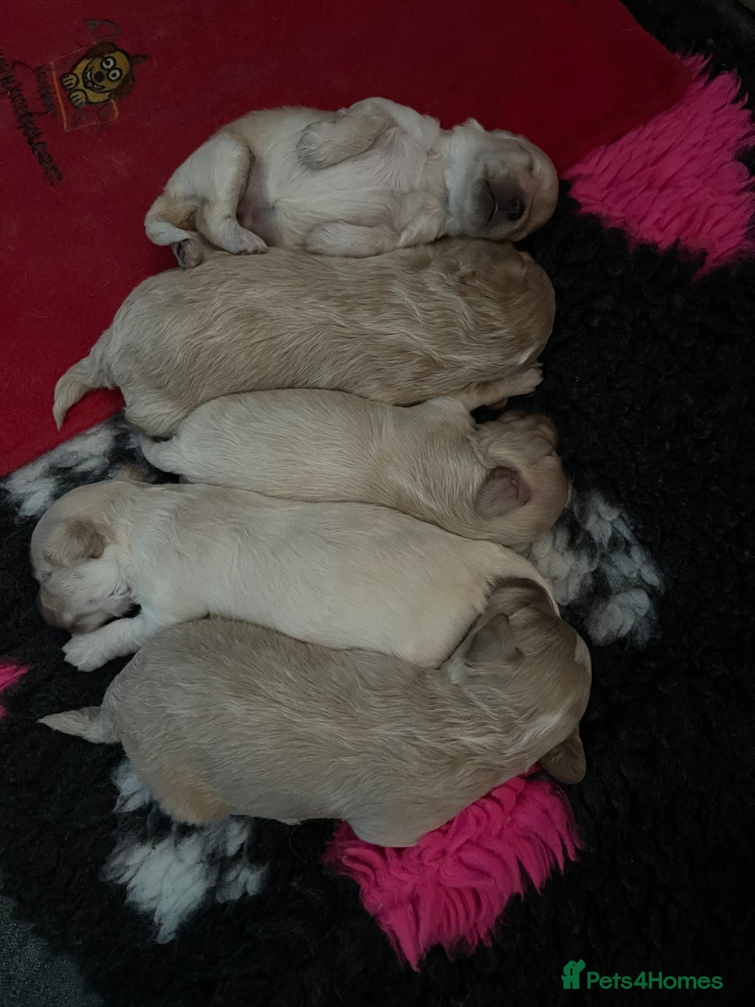 Maltipoo dogs for sale: ❤️XS TOY MALTIPOOS❤️ - Image 9